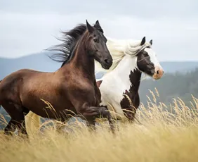 Imagem ilustrativa da imagem Os cavalos que voam sem asas