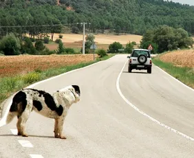 Imagem ilustrativa da imagem Projeto de Lei prevê suspensão de carteira de motorista por abandono de animais