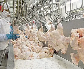 Imagem ilustrativa da imagem Uruguai e Chile suspendem importação de frango do Brasil após caso de gripe aviária