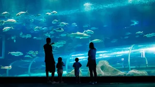 Imagem ilustrativa da imagem Aquário gigante para turismo e estudos em Guarapari