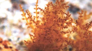 Imagem ilustrativa da imagem Do mar para o campo: algas ganham valor na agricultura e nutrição animal