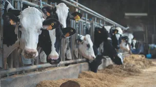 Imagem ilustrativa da imagem Leite A2 movimenta agronegócio no Sul do ES com genética e inovação