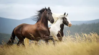 Imagem ilustrativa da imagem Os cavalos que voam sem asas