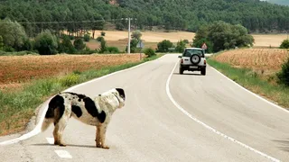 Imagem ilustrativa da imagem Projeto de Lei prevê suspensão de carteira de motorista por abandono de animais