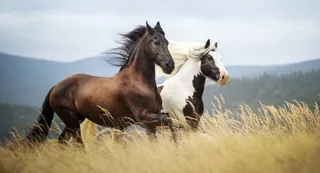 Imagem ilustrativa da imagem Os cavalos que voam sem asas