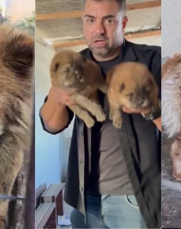 Imagem ilustrativa da imagem Cães da raça Chow-chow são resgatados vítimas de maus-tratos