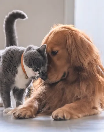Imagem ilustrativa da imagem Entenda para que serve o novo RG digital para cães e gatos e como emitir