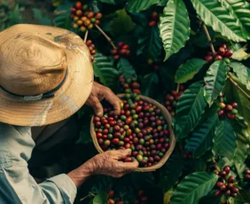 Imagem ilustrativa da imagem Café leva cidades fora da Grande Vitória a liderar em novos empregos