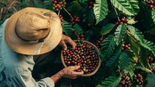 Imagem ilustrativa da imagem Café leva cidades fora da Grande Vitória a liderar em novos empregos