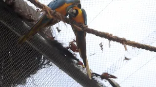 Imagem ilustrativa da imagem Morte de mais quatro aves fecha ao público zoológico do Rio