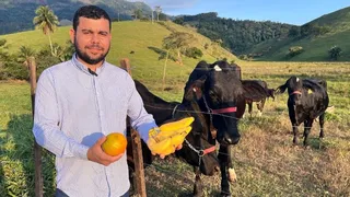 Imagem ilustrativa da imagem Pecuaristas apostam em frutas para alimentar animais após alta no preço da ração