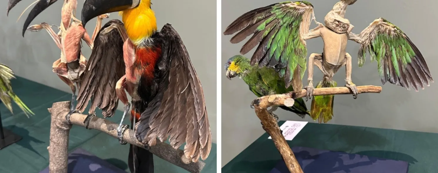 Imagem ilustrativa da imagem Exposição em Santa Teresa reúne mais de 100 peças plastinadas de animais