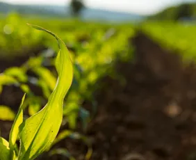 Imagem ilustrativa da imagem O lado invisível do agro