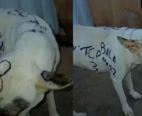 Imagem ilustrativa da imagem Adolescente que pichou cadela em Guarapari é apreendido pela polícia