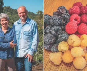 Imagem ilustrativa da imagem Aposentados ganham a vida com o cultivo de frutas vermelhas no ES