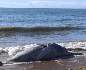 Imagem ilustrativa da imagem Baleia-jubarte é encontrada morta em praia no Sul do ES