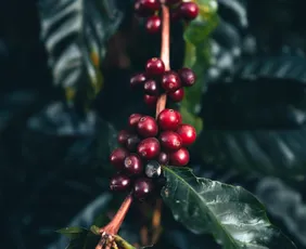 Imagem ilustrativa da imagem Café de mãos dadas com a floresta