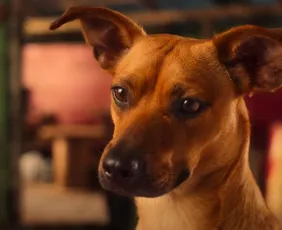 Imagem ilustrativa da imagem 'Caramelo', filme com Rafa Vitti e o astro canino Amendoim, ganha trailer