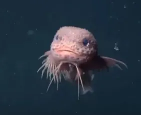 Imagem ilustrativa da imagem Cientistas encontram peixes 'fofinhos' incomuns em precipício no oceano