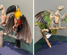 Imagem ilustrativa da imagem Exposição em Santa Teresa reúne mais de 100 peças plastinadas de animais