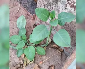 Imagem ilustrativa da imagem Família fica em estado grave após ingerir planta tóxica confundida com couve