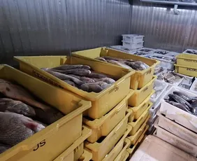 Imagem ilustrativa da imagem Ibama apreende mais de 7 toneladas de peixes e frutos do mar ilegais no Norte do ES