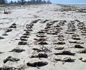 Imagem ilustrativa da imagem Mais de 650 pinguins-de-magalhães são achados mortos no litoral de SP em uma semana