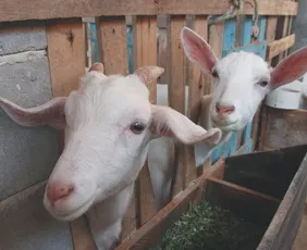 Imagem ilustrativa da imagem Mais nutrientes e menos alergias entre os benefícios: conheça o leite de cabra