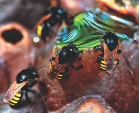 Imagem ilustrativa da imagem Nova arma contra dengue pode estar em uma abelha brasileira