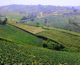 Imagem ilustrativa da imagem O agro que regenera: um futuro que já começou