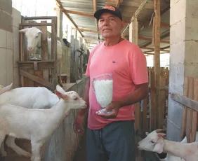 Imagem ilustrativa da imagem O sucesso do leite de cabra, o preferido de Gandhi e Cleópatra