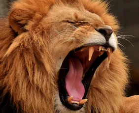 Imagem ilustrativa da imagem Os leões