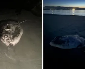 Imagem ilustrativa da imagem Peixe raro de quase 2 metros encalha em praia na Califórnia