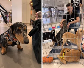 Imagem ilustrativa da imagem Pets resgatados pela ONG Abrigo Pegadas de Anjo participam de evento de adoção