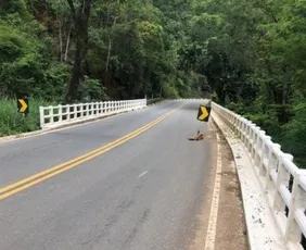Imagem ilustrativa da imagem Ponte Suíça passa por reparos e terá interdição parcial nesta quinta-feira (23)