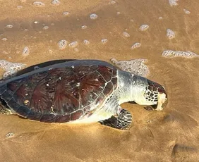 Imagem ilustrativa da imagem Tartaruga-verde é encontrada morta em praia no Sul do ES