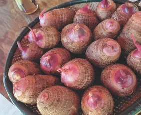 Imagem ilustrativa da imagem Tecnologias ampliam produção de inhame no Espírito Santo