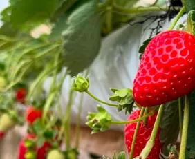 Imagem ilustrativa da imagem Um dia de sabores e histórias