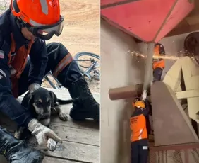 Imagem ilustrativa da imagem VÍDEO | Cachorro é resgatado pelo Corpo de Bombeiro após ficar preso em cano no ES