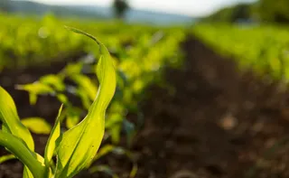 Imagem ilustrativa da imagem O lado invisível do agro