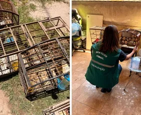 Imagem ilustrativa da imagem 14 aves silvestres mantidas em condições irregulares são apreendidas durante ação