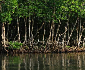 Imagem ilustrativa da imagem A força do sururu