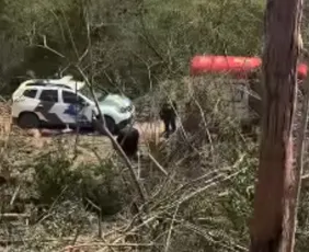 Imagem ilustrativa da imagem Adolescente morre após ser atingido por árvore de eucalipto no Sul do ES