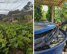 Imagem ilustrativa da imagem Agroecologia transforma agricultura familiar e beneficia 85 famílias no Norte do ES