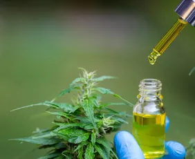 Imagem ilustrativa da imagem Anvisa avalia Cannabis medicinal dermatológica e importação da planta