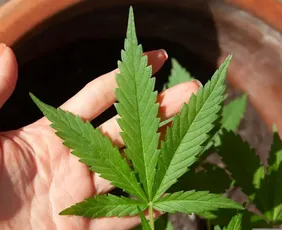 Imagem ilustrativa da imagem Anvisa discute nesta quarta regras para a produção de cannabis no país