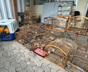 Imagem ilustrativa da imagem Aves silvestres e drogas são apreendidas em ação da polícia na Serra