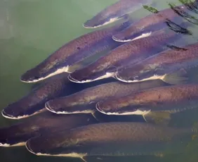 Imagem ilustrativa da imagem ‘Bacalhau da Amazônia’: conheça o peixe que respira fora d’água e pesa até 200 kg