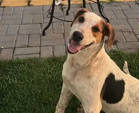 Imagem ilustrativa da imagem Cachorro comunitário é morto no PR em mais um episódio de violência contra animais