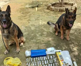 Imagem ilustrativa da imagem Cães treinados da Polícia Penal ampliam ações de segurança no Espírito Santo